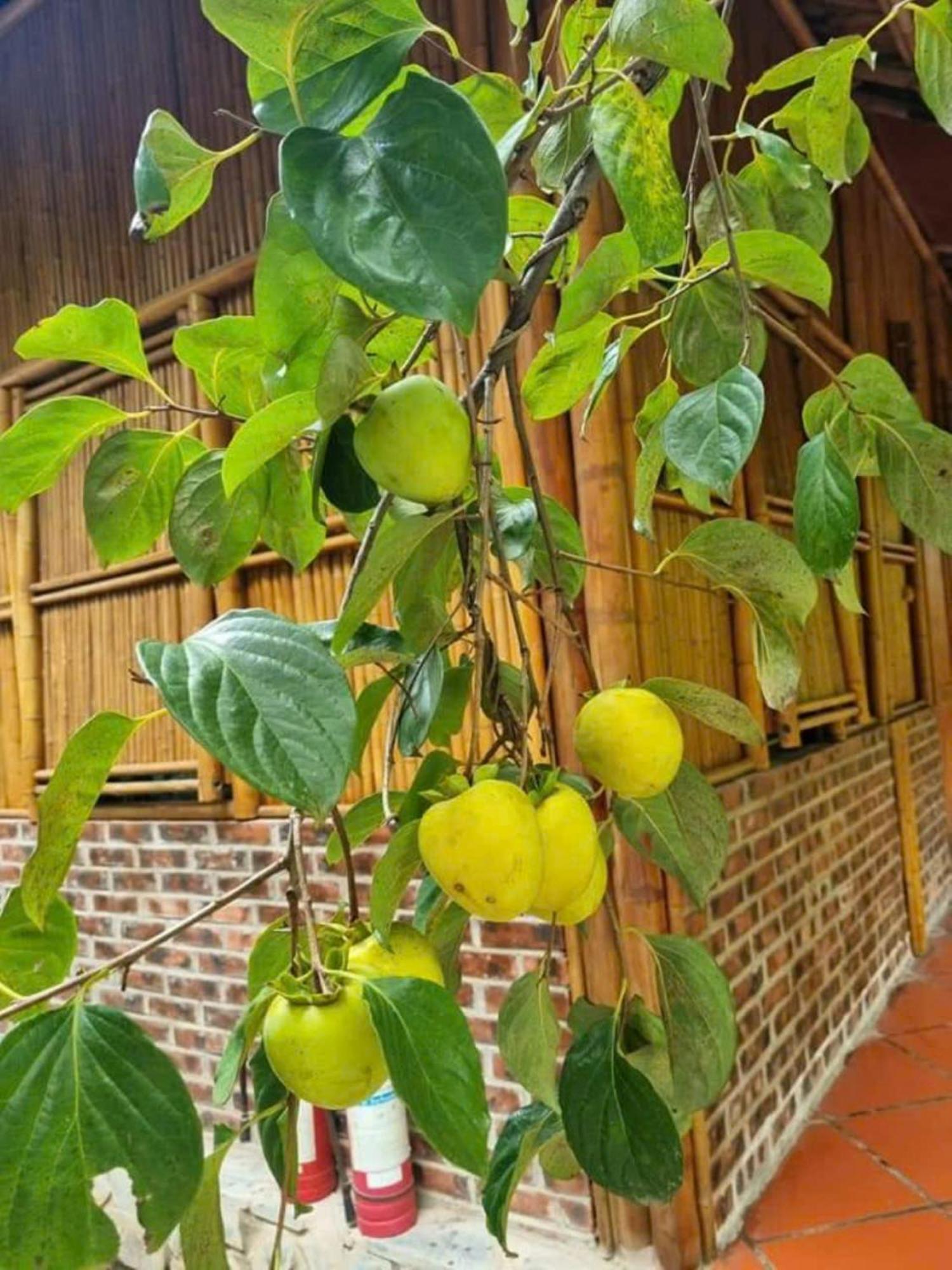 Hoalu Backpacker Homestay Ninh Binh Eksteriør bilde